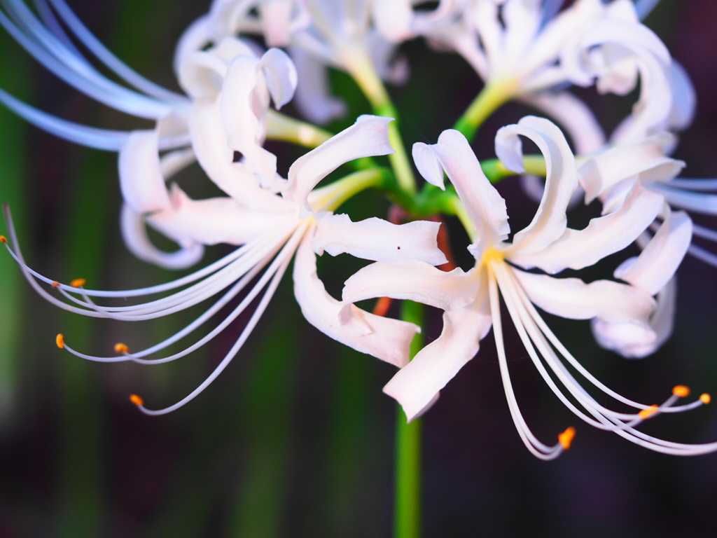 曼珠沙華