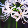 曼珠沙華