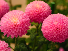 ぽんぽん菊