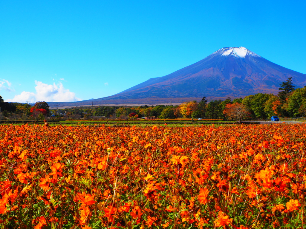 黄花コスモスと富士山
