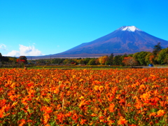 黄花コスモスと富士山