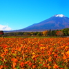 黄花コスモスと富士山