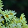 image雨上がりの菊