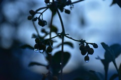 雨上がりの夜明け