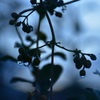 雨上がりの夜明け