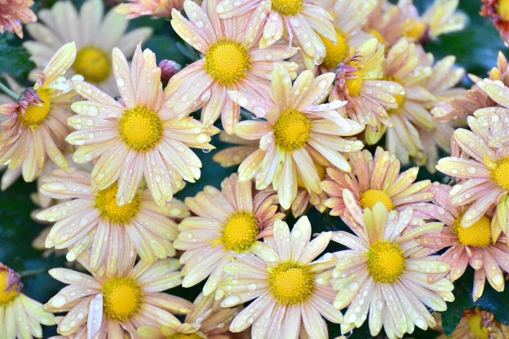 菊