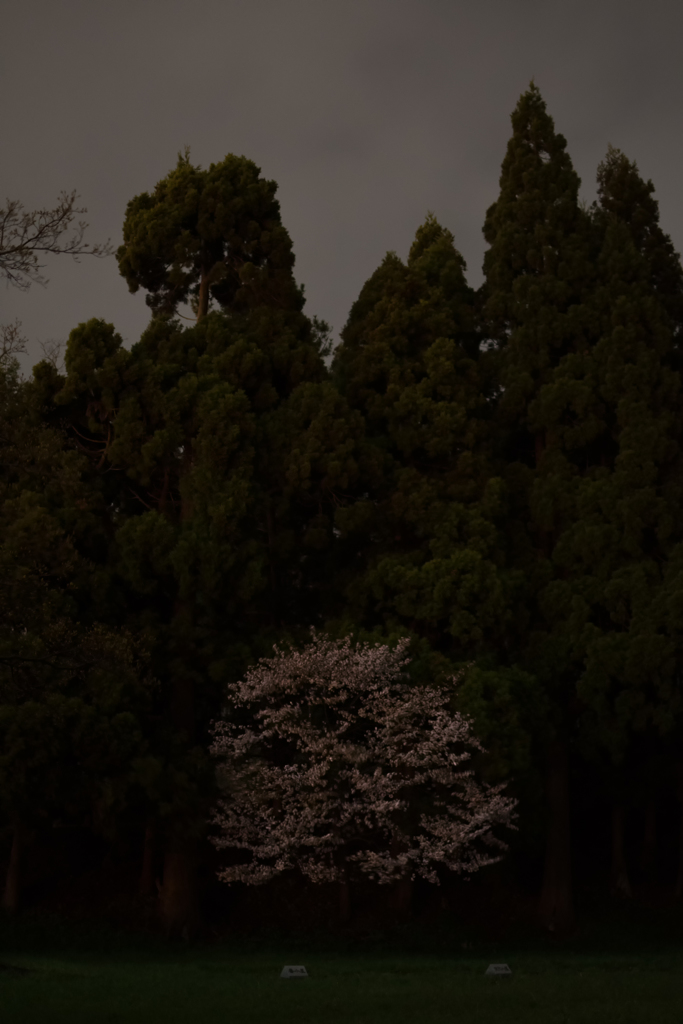 室蘭ウラ一本桜