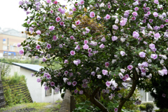 木槿１