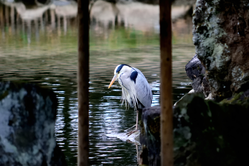 三分割法について考える鳥