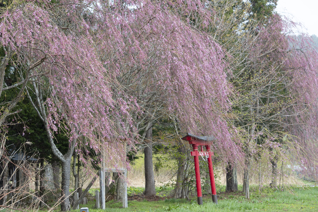 下北の桜