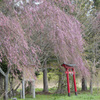 下北の桜