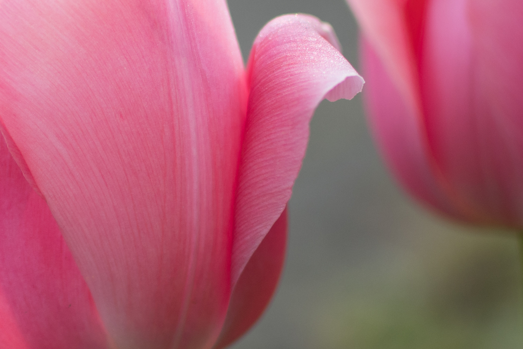 花弁