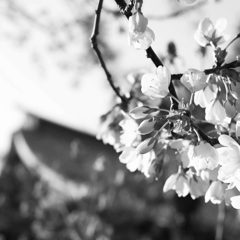 八幡様の桜