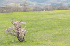 桜咲く丘と疾駆する鹿たち