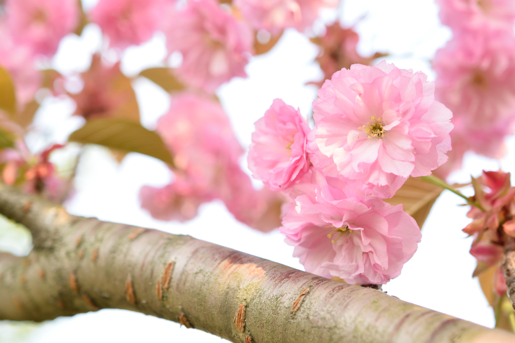 八重桜