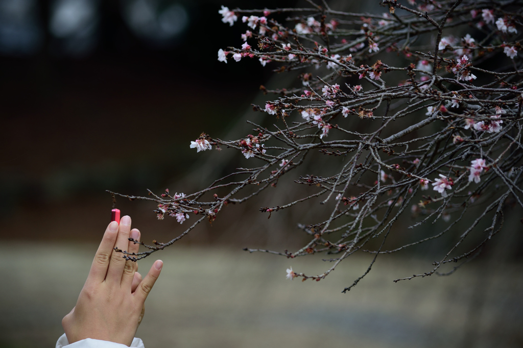 二季咲桜