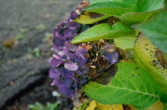 冬はすぐそこに～紫陽花