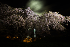 夜桜