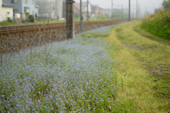 忘れな草