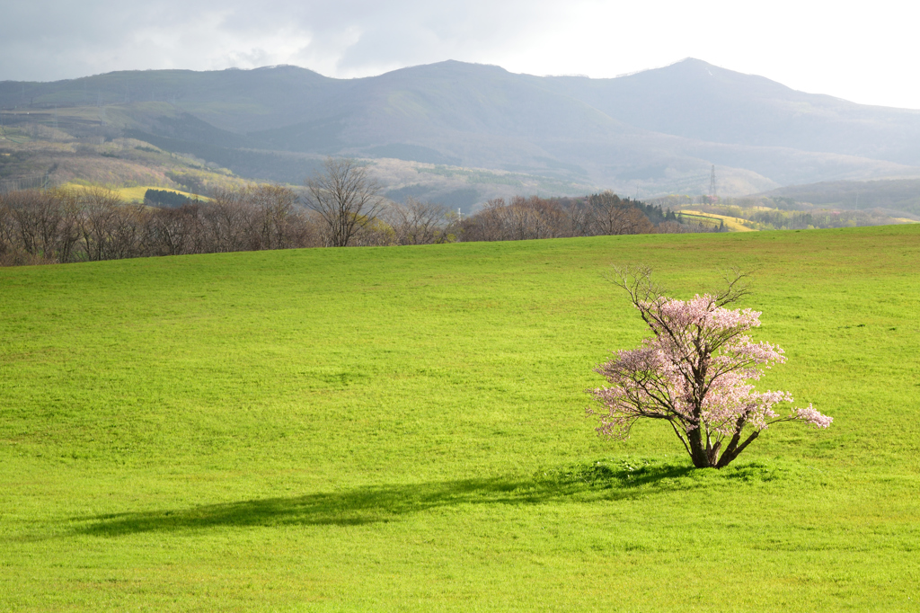 崎守の一本桜　２