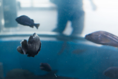 海の日は水族館へ