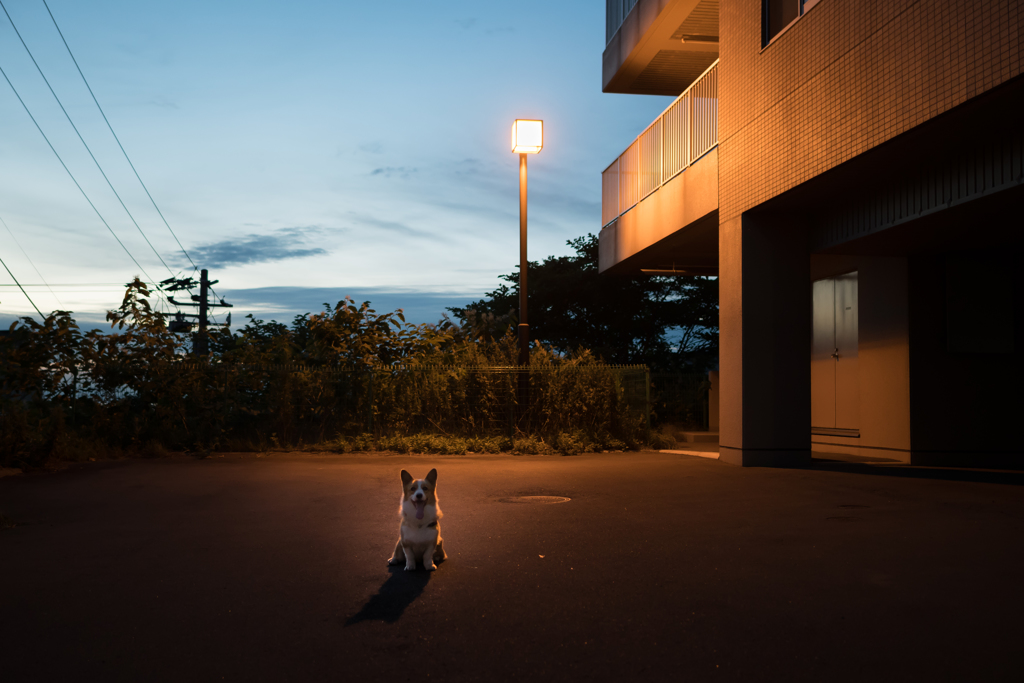 夕暮れ散歩
