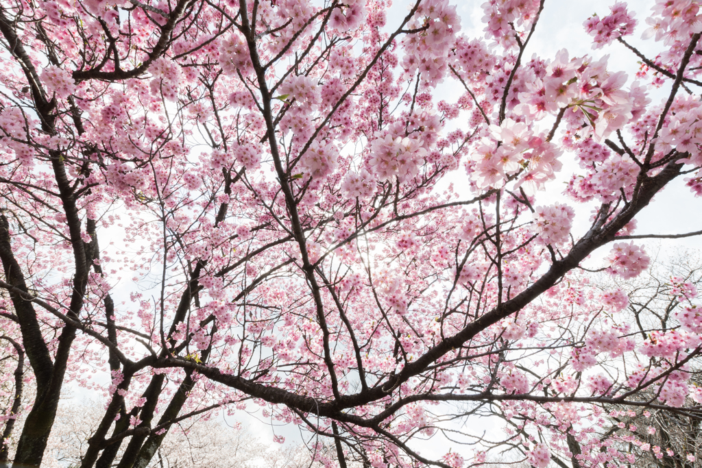 桜色の世界