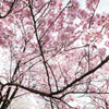 桜色の世界