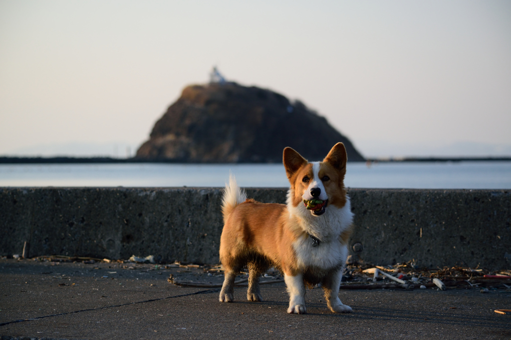 妖怪人間の島