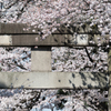NIPPON
