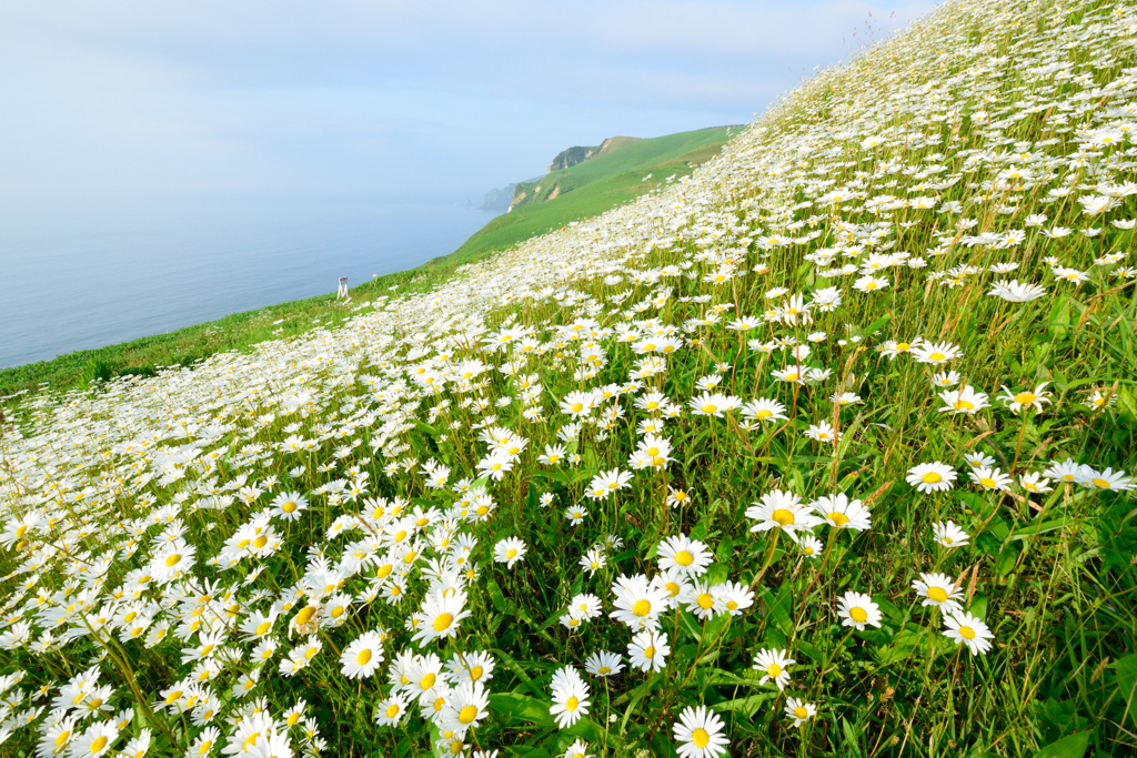 ベビーピンクの地に可憐な花が一面に染められました美しい洗えるお着物