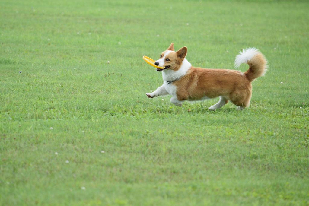 取って来い！！