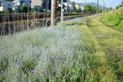 忘れな草～夕刻