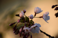 開花宣言 in 室蘭