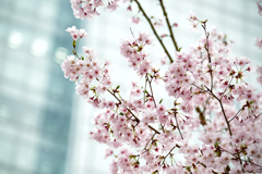 新宿桜