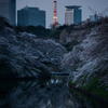 東京桜