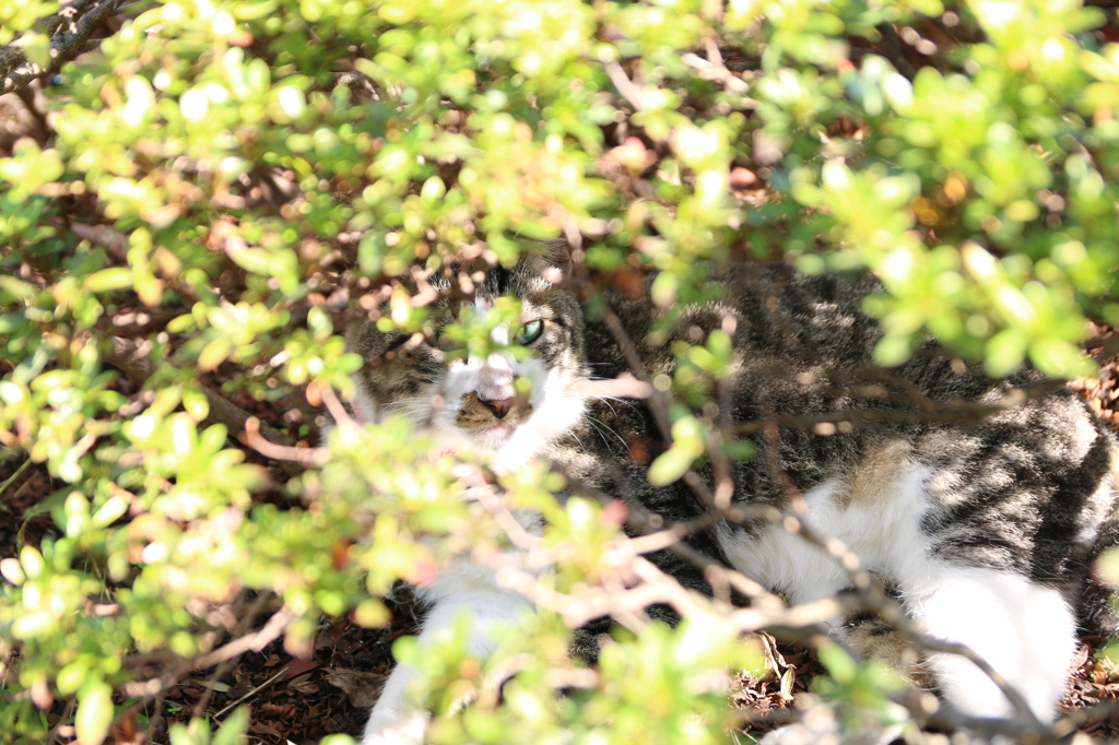 猫