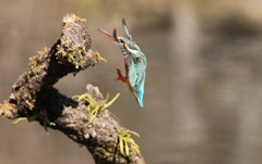 カワセミ