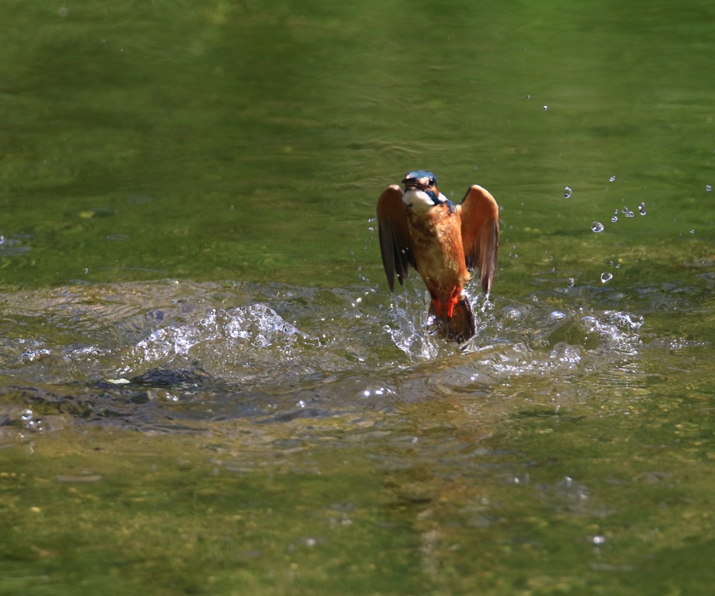 蔵出し　カワセミ　３