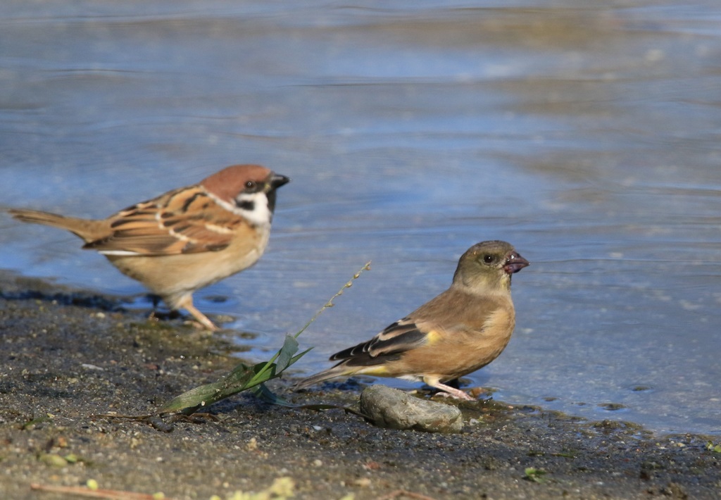連れじゃないから