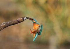 カワセミ