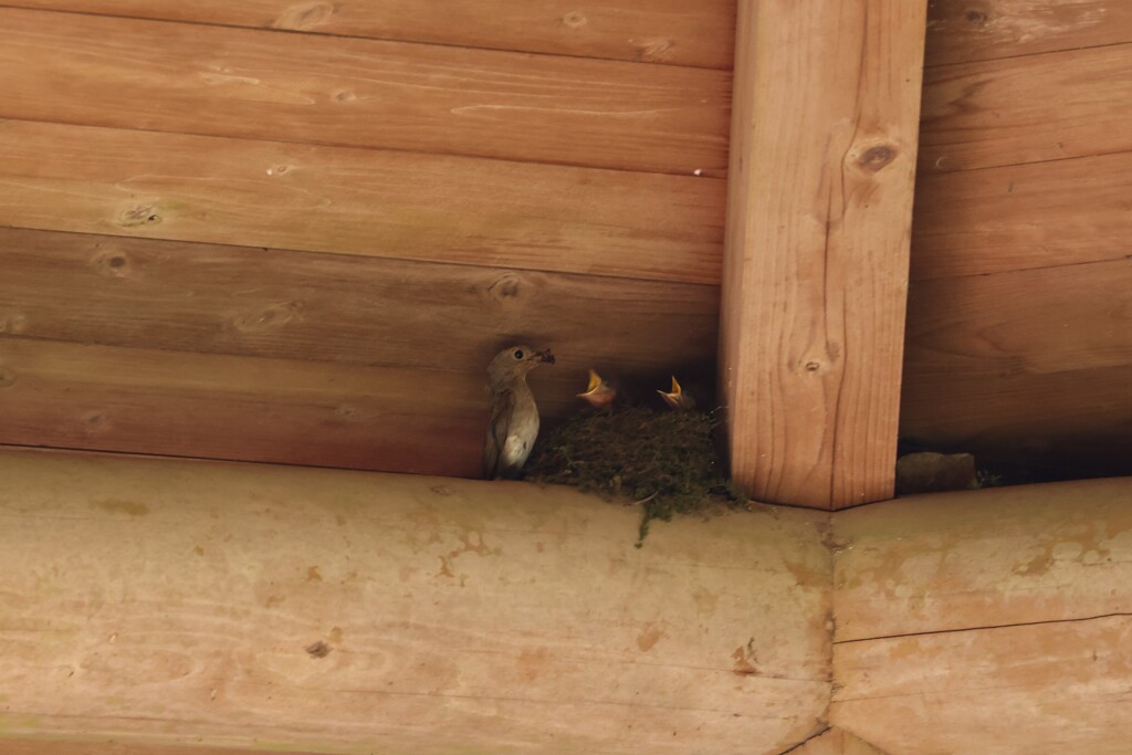 オオルリ子育て中