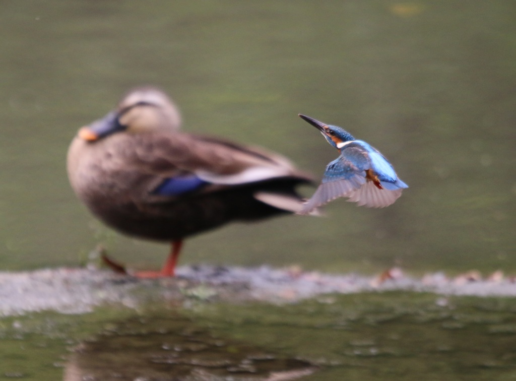 カワセミ　　　　１５５１６