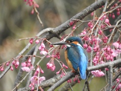しだれ桜とカワセミ
