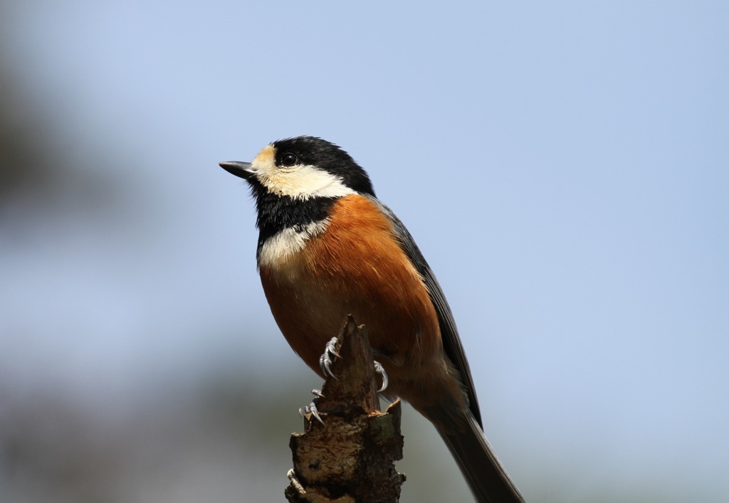 ヤマガラ　　　　１５３１５