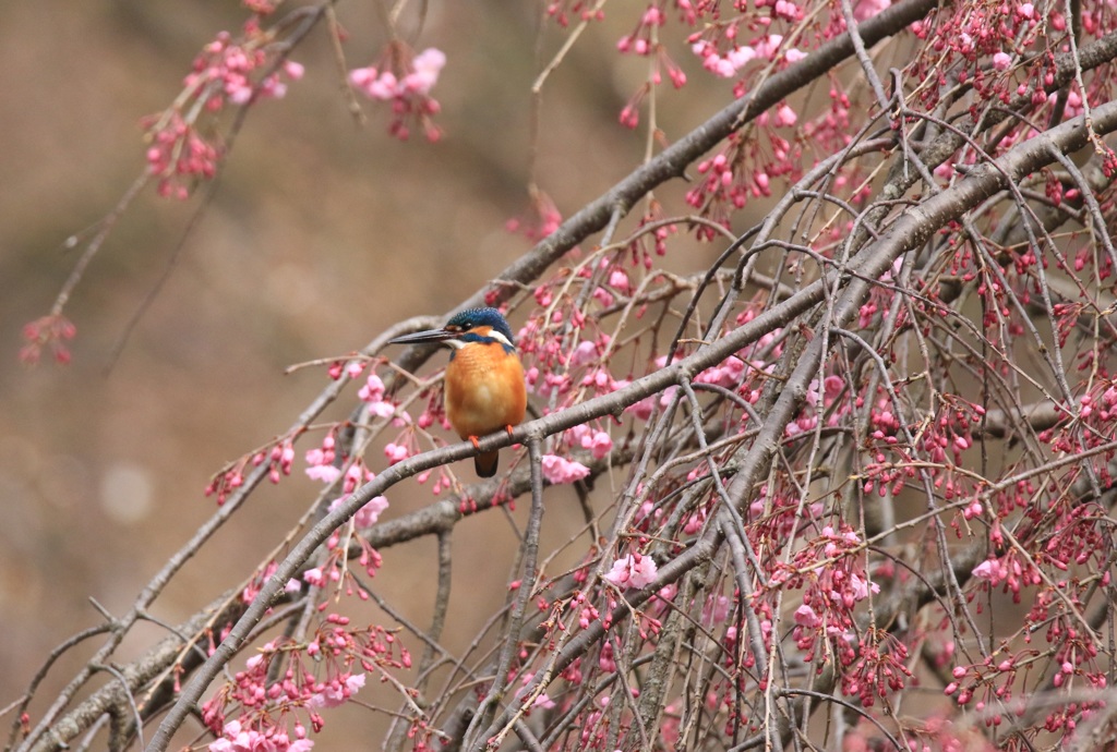 160402 蔵出し　　１９