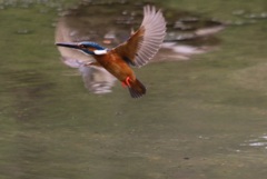 カワセミ　　　１５５１６