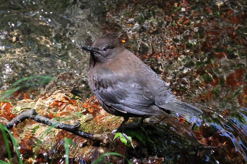 カワガラス
