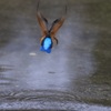 カワセミ　後姿シリーズ　１