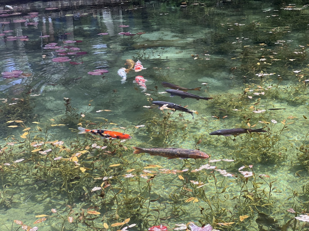 モネの池
